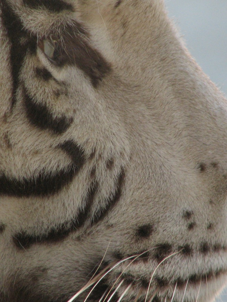 Какая кожа у тигра под шерстью фото
