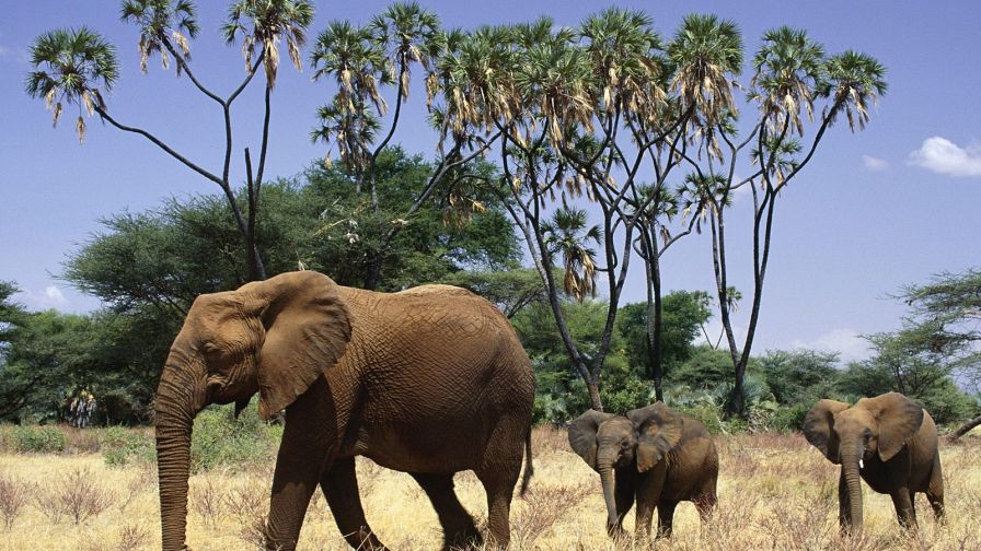 African Elephant With Young, Samburu National Reserve, Kenya, Africa